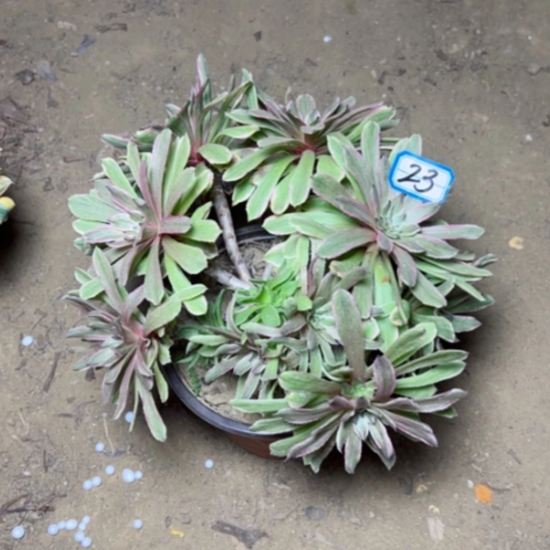 【闪购商品】多肉植物粉黛23