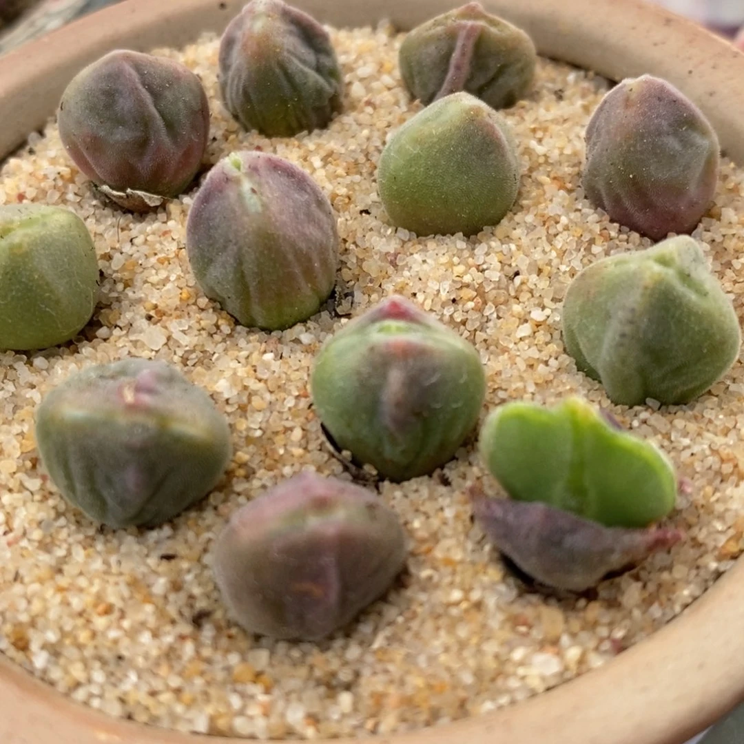 1410大眼睛空蝉一颗