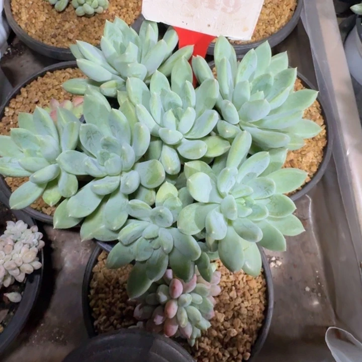 杰夫里尼549多肉植物一物一拍