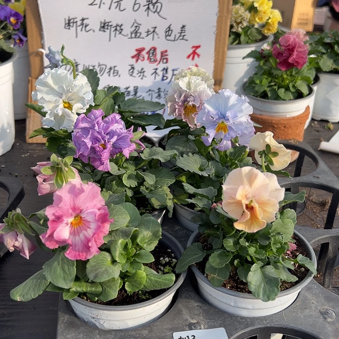大部分花苞少量开放134号