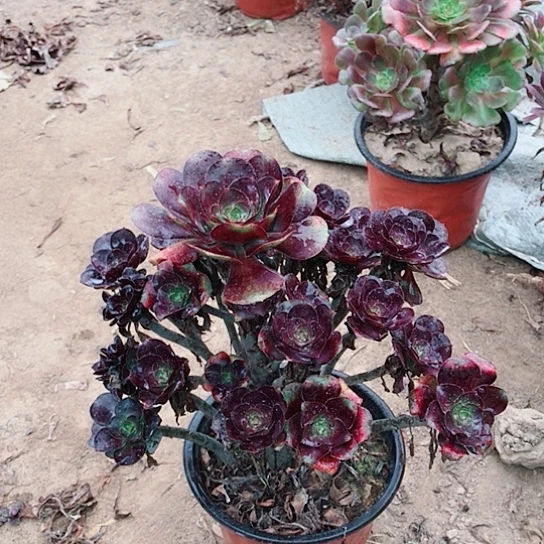 爱***兔圆叶玫瑰法师多肉16