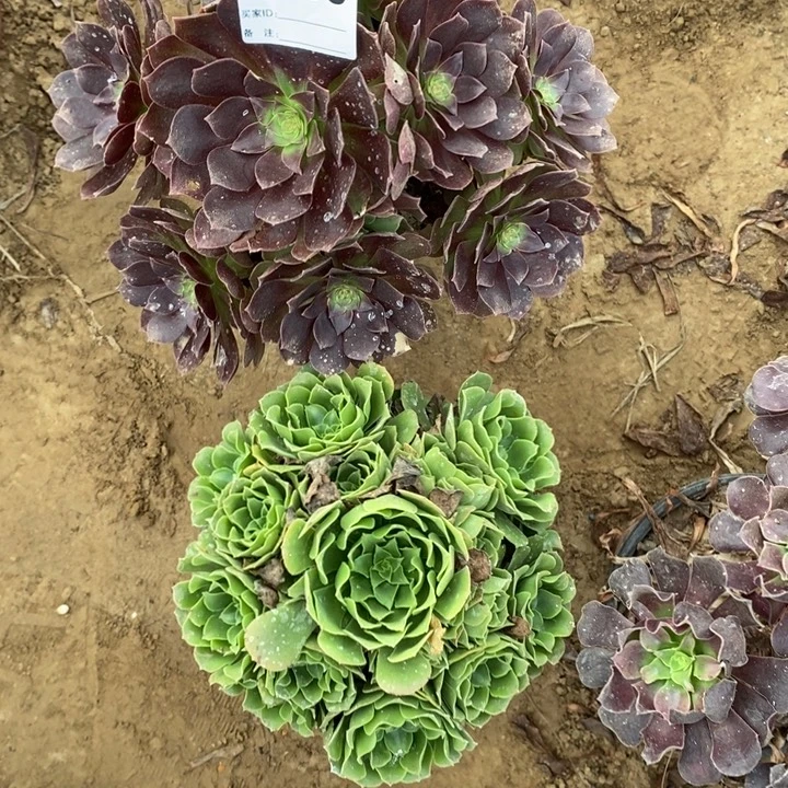 完全开放509组合套餐多肉植物