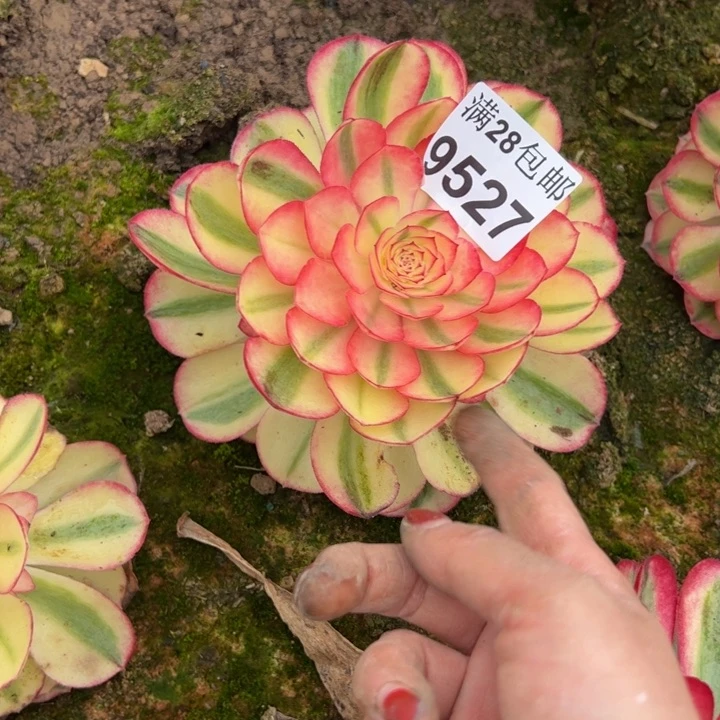 本****疗9527南荔枝多肉植物