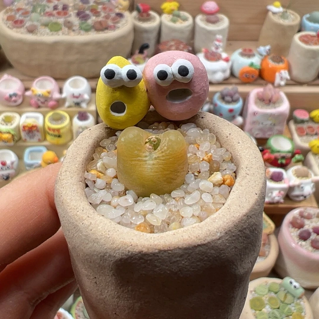 多肉植物126号黄毛