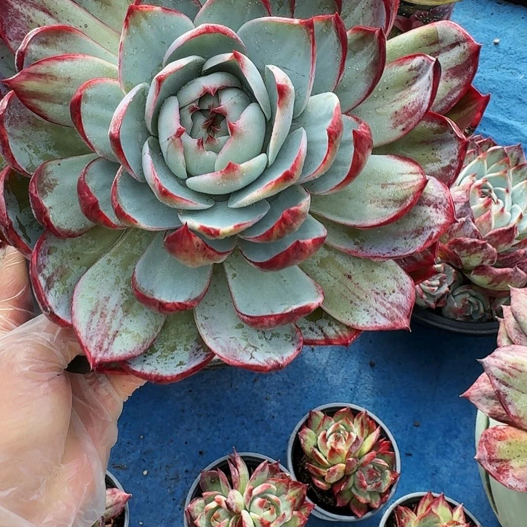 惊鸿仙子 3198..........