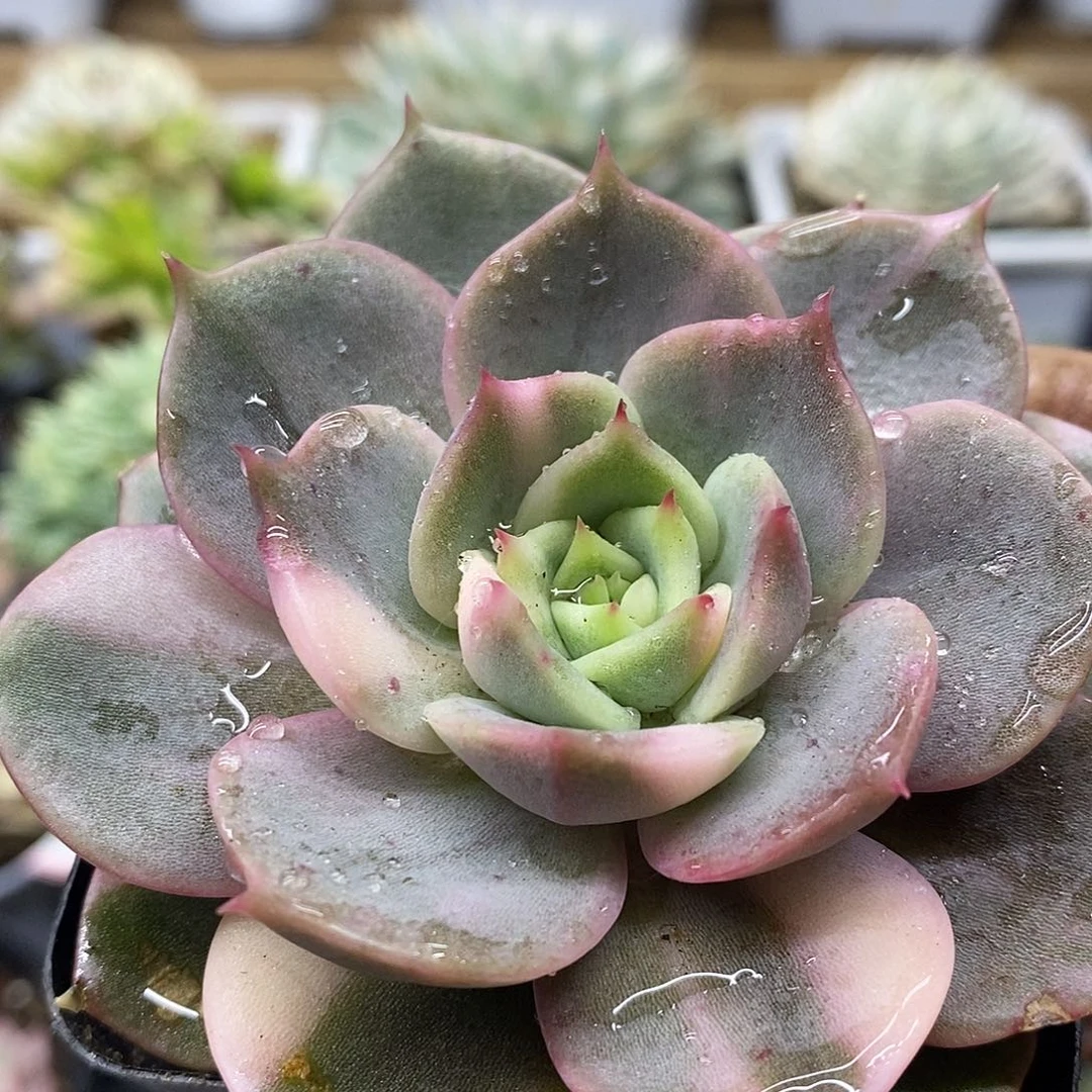 29122 贝加尔湖花脸锦