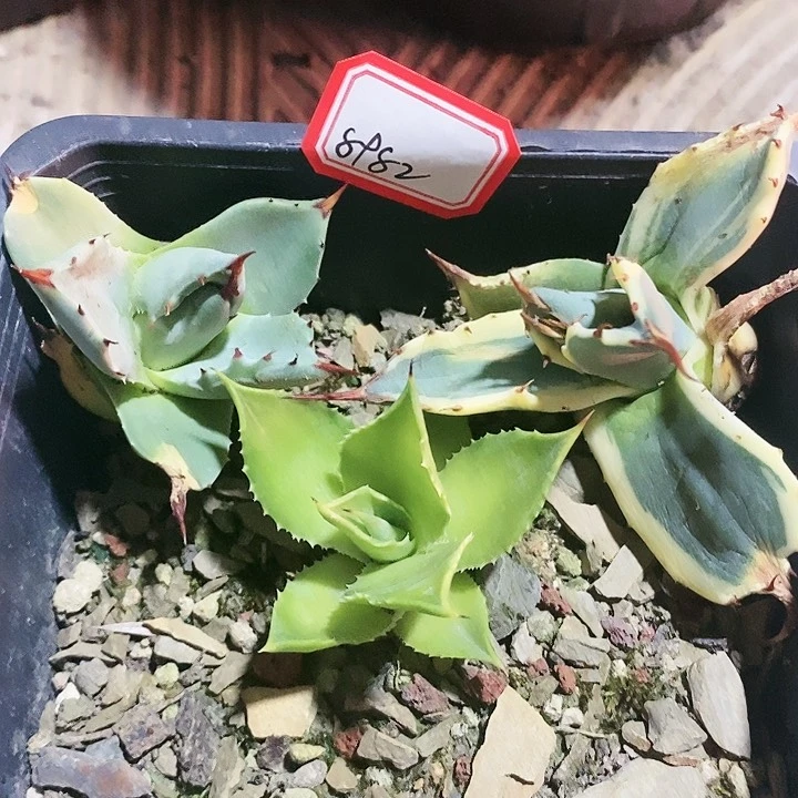 【闪购商品】无花朵顽****筒龙舌兰萨洛蒙