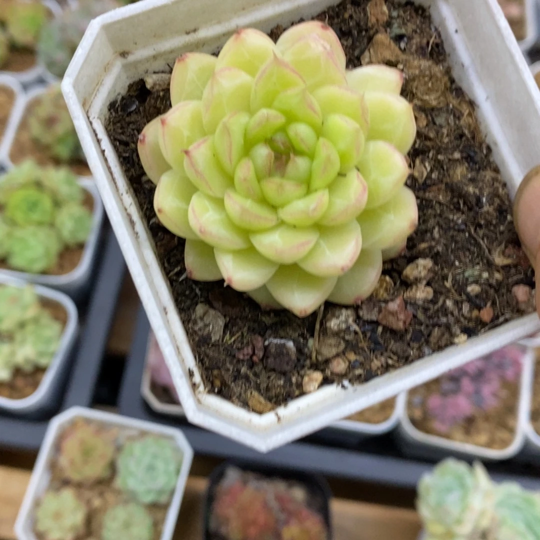 精品多肉一物一拍不包整31