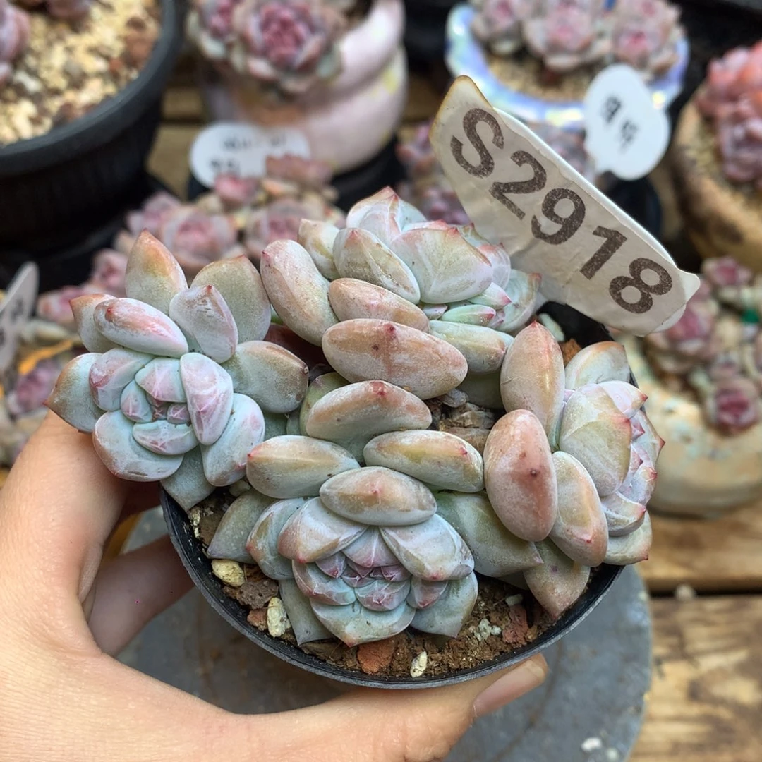 S2918 突尼斯 新粉 福利