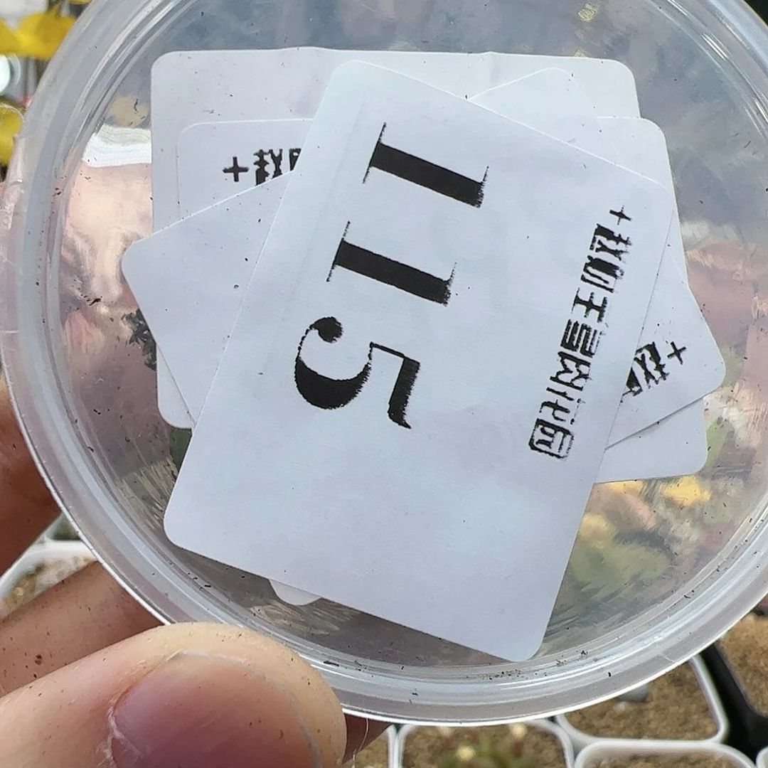 【闪购商品】?****！115 拉登