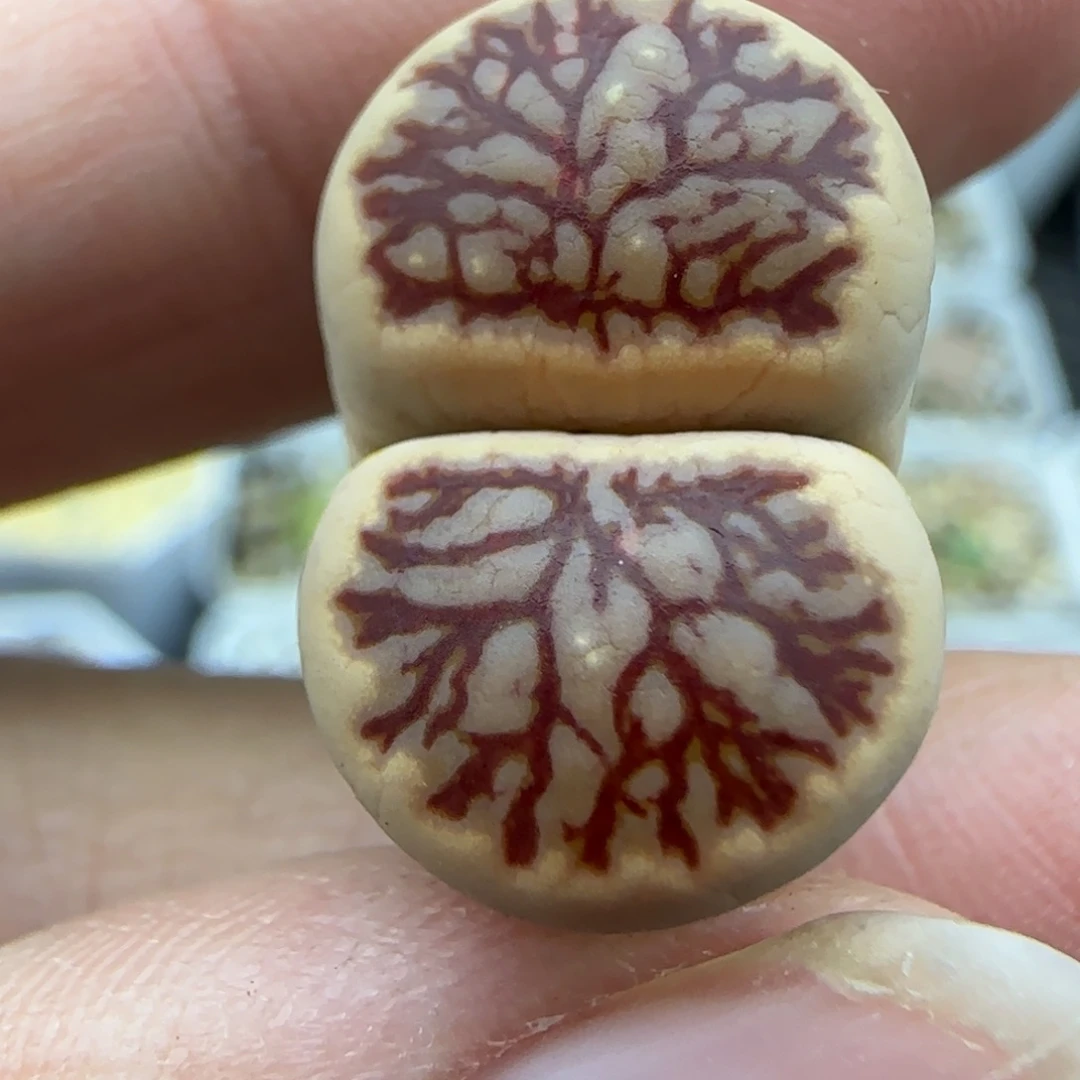 71透窗粗血管菊稍缺水特