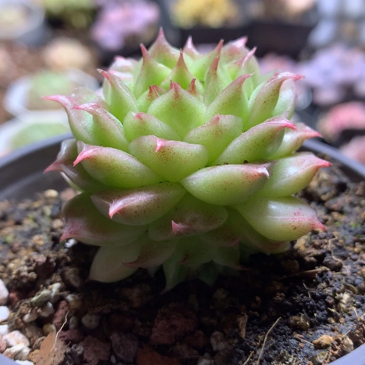 长睫毛外翻叶麦秆一物一拍