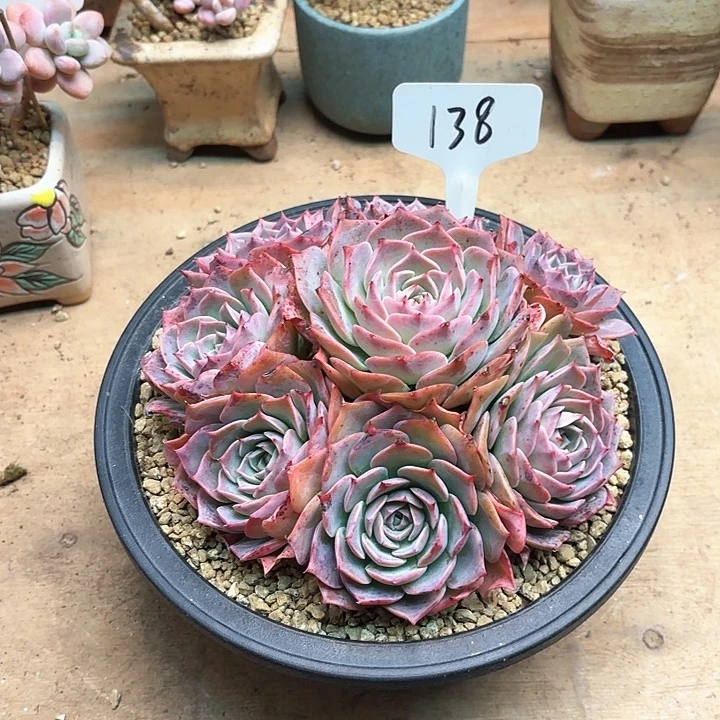 多肉植物，国产汉堡138号