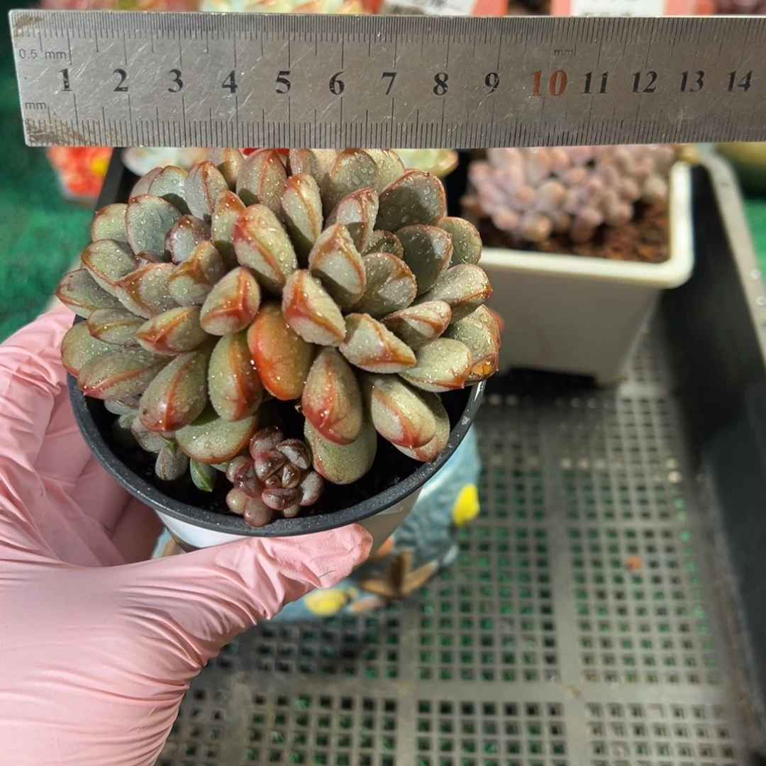 表妹精品多肉植物112.