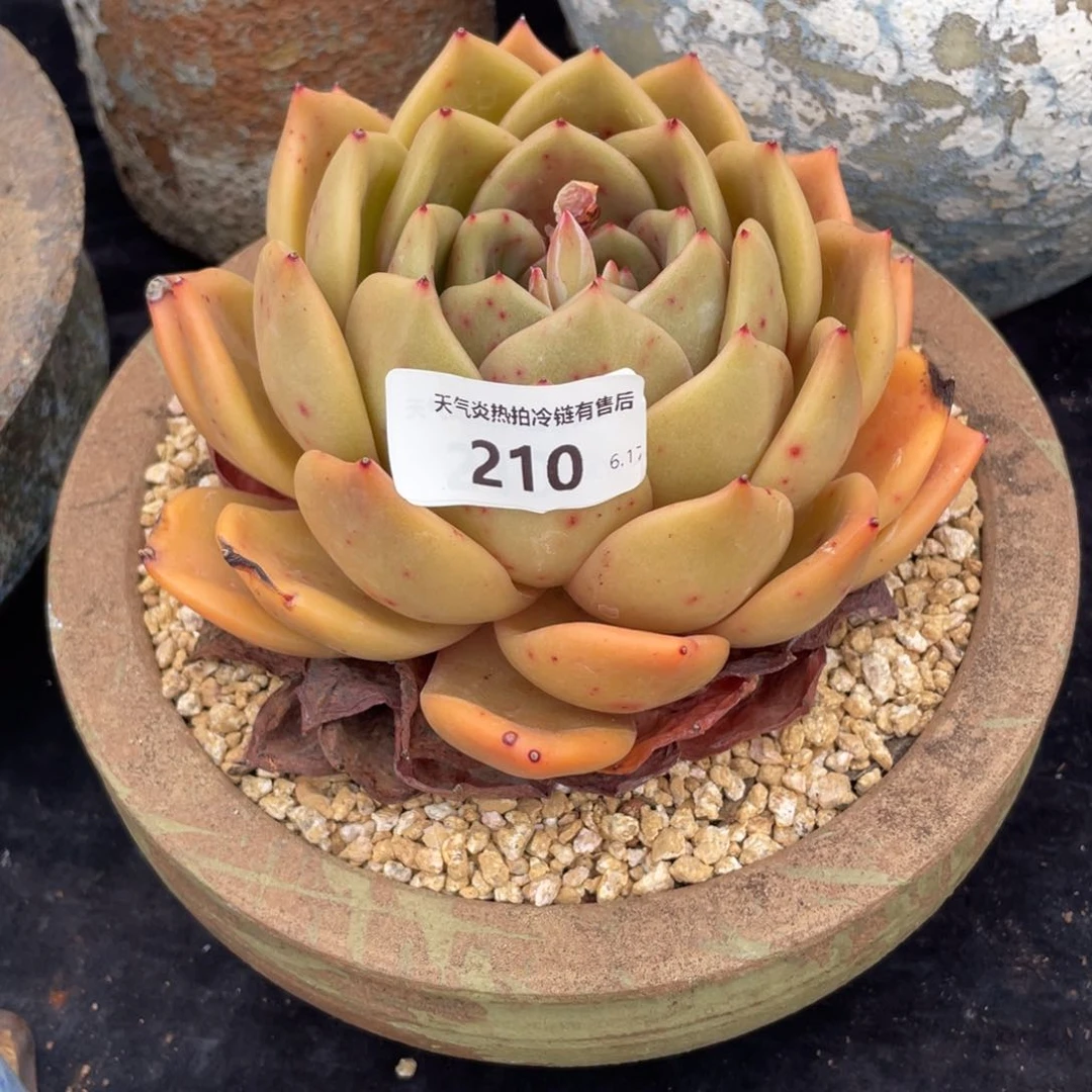 210香槟带盆发物流
