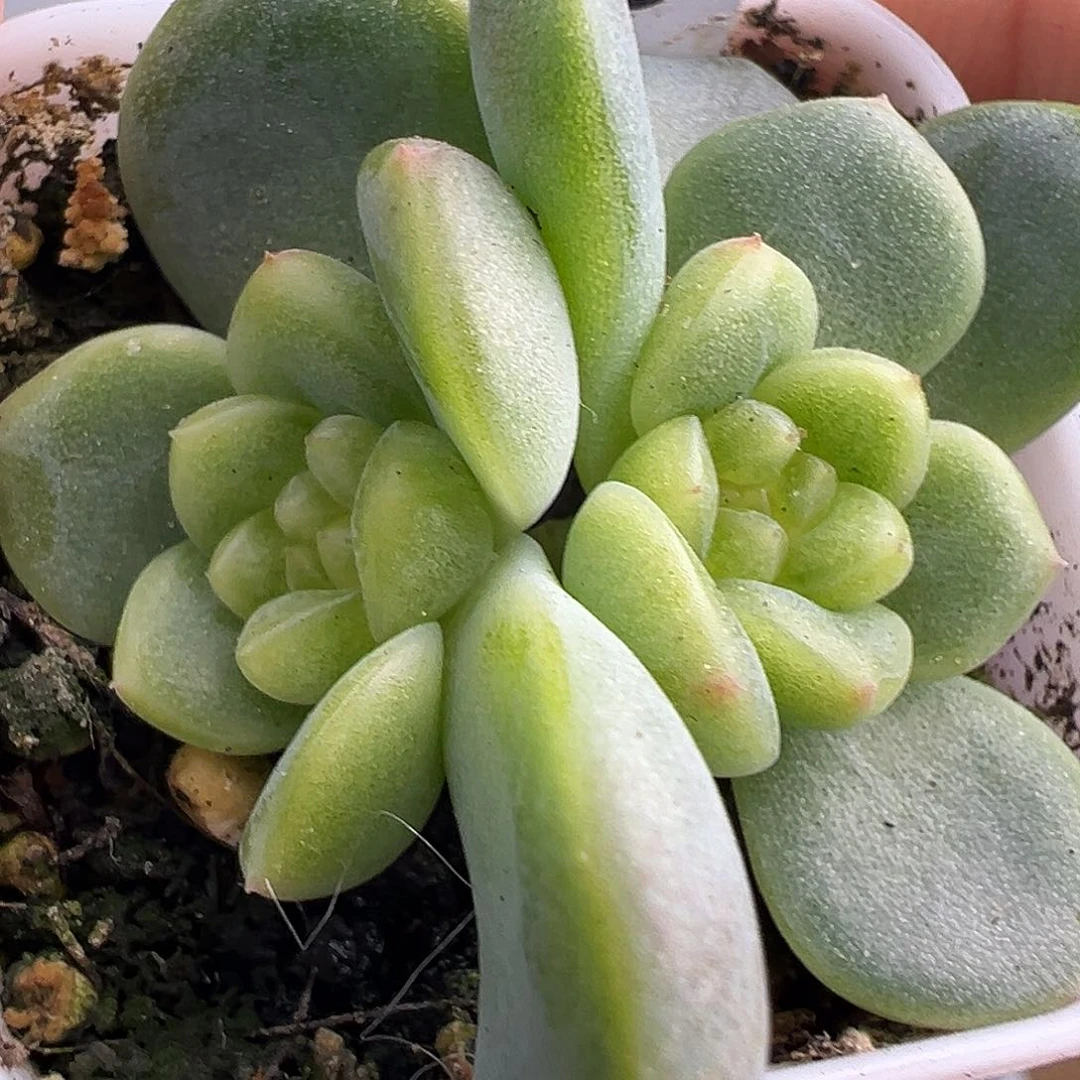 双头相柳一物一拍