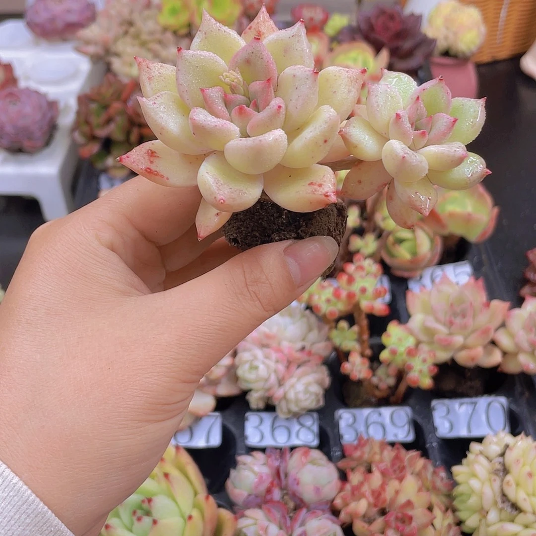 多肉9**1无土栽培多肉植物