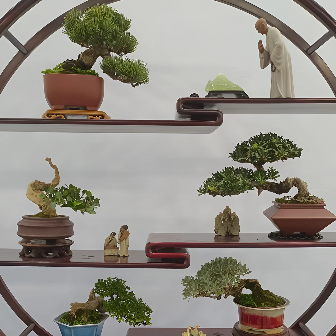 盆景，盆栽，老桩真树地柏松树罗汉松植物室内花卉绿植好养