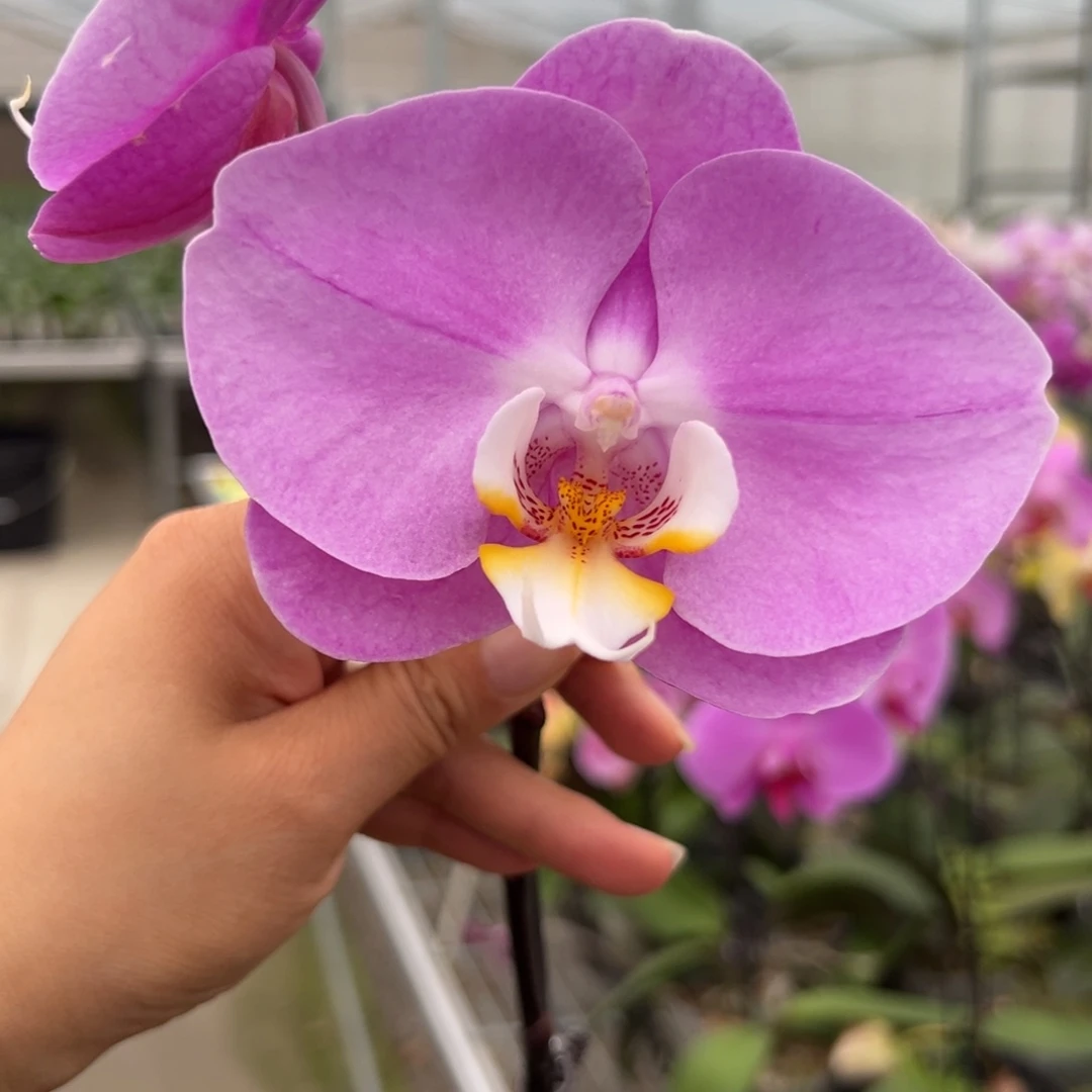 完全开放M141   剪梗 叶片微瑕