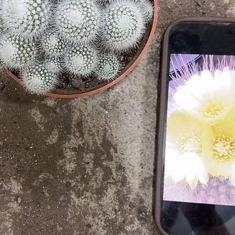 多头白小丁，356788