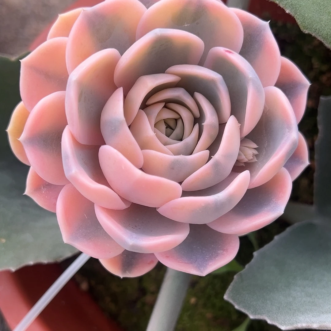 汉堡锦嫁接多肉植物