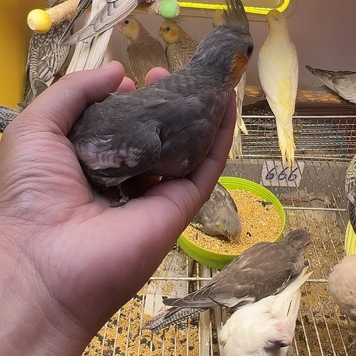 玄凤鹦鹉/鸡尾鹦鹉