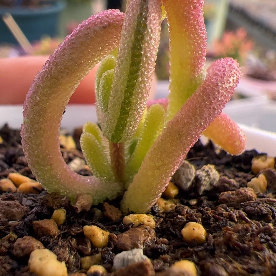 多肉植物枝干钻石黄锦带拉丝