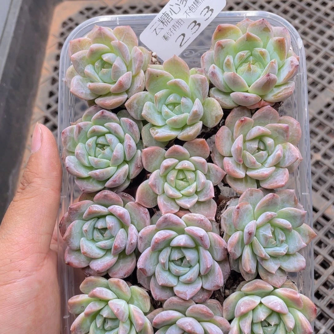 云糖心多肉植物233