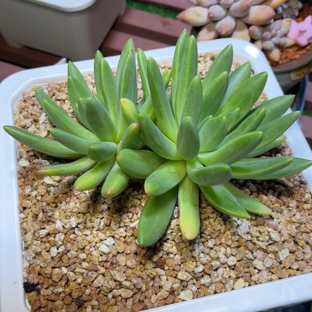 V***n橙，色 奇， 双头寄养……姐