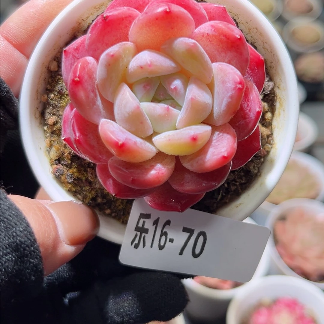 乐16-70 刚毅单头