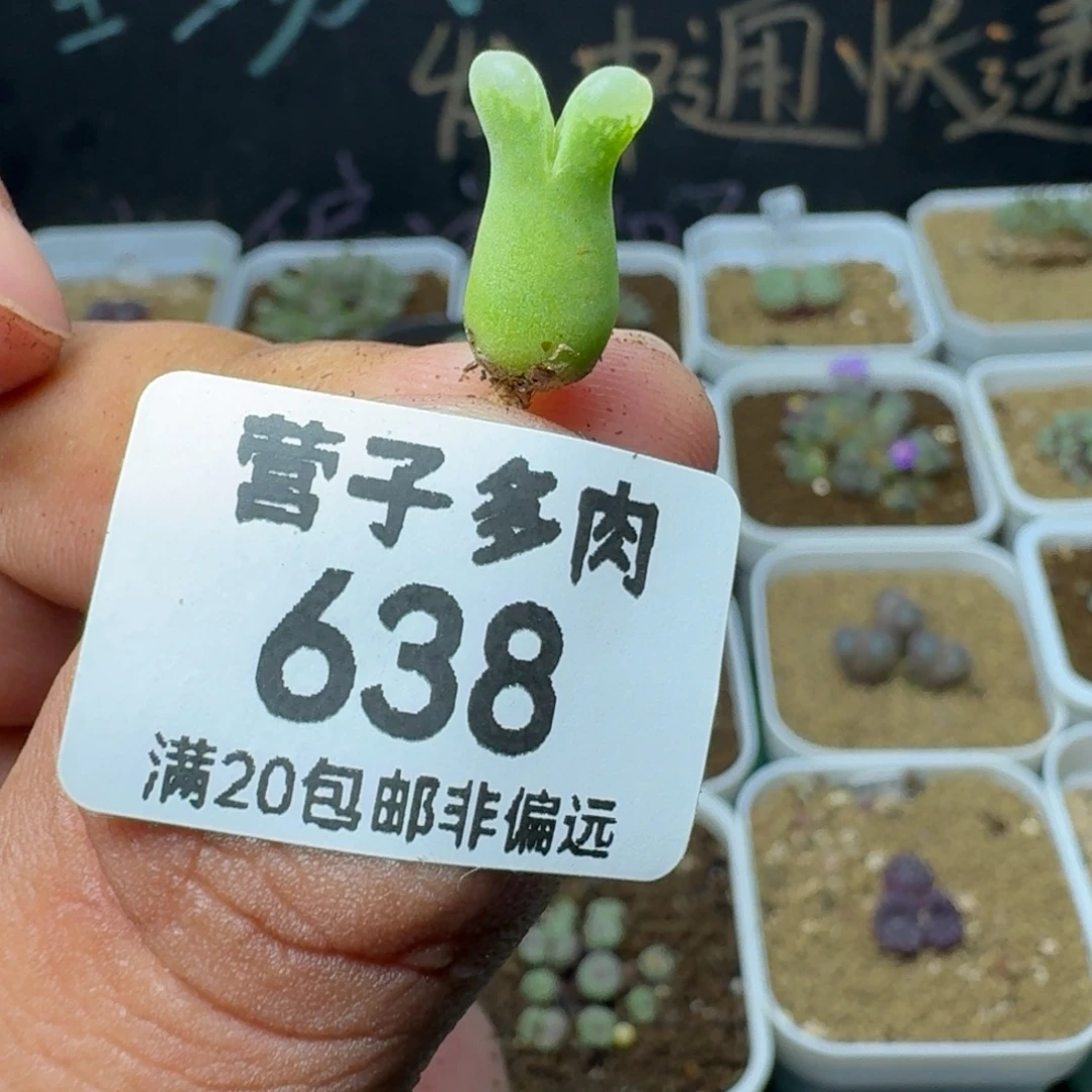 27214