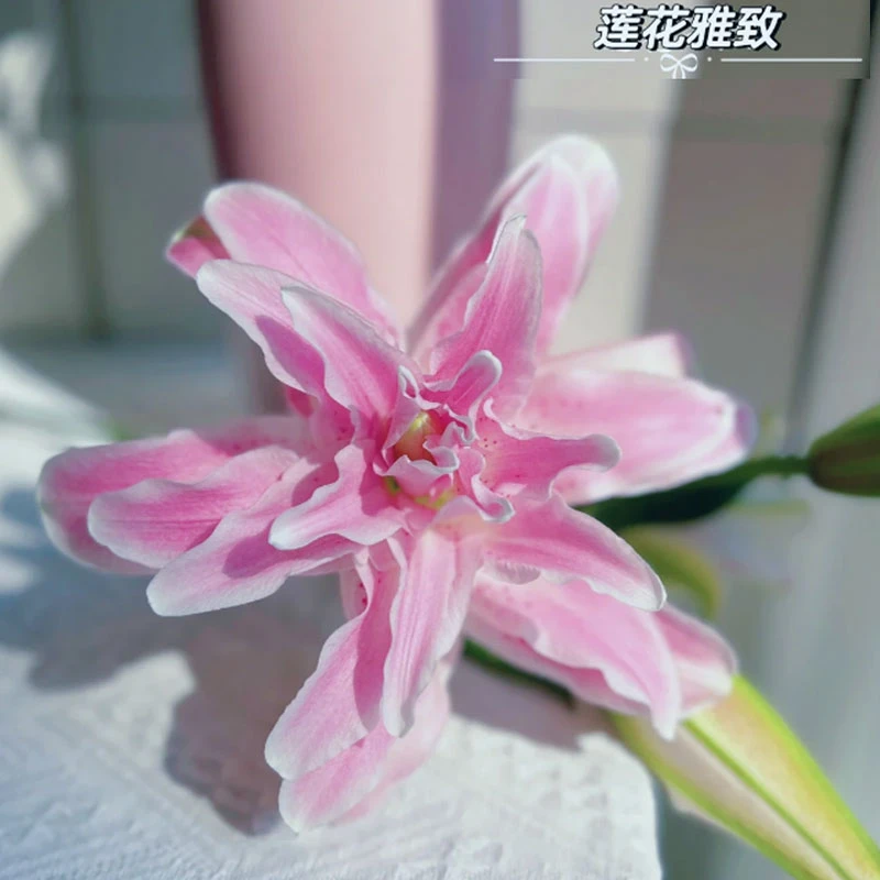 【藩篱匠人/莲华雅致】高品质莲花系列重瓣香水百合鲜切花云南直发