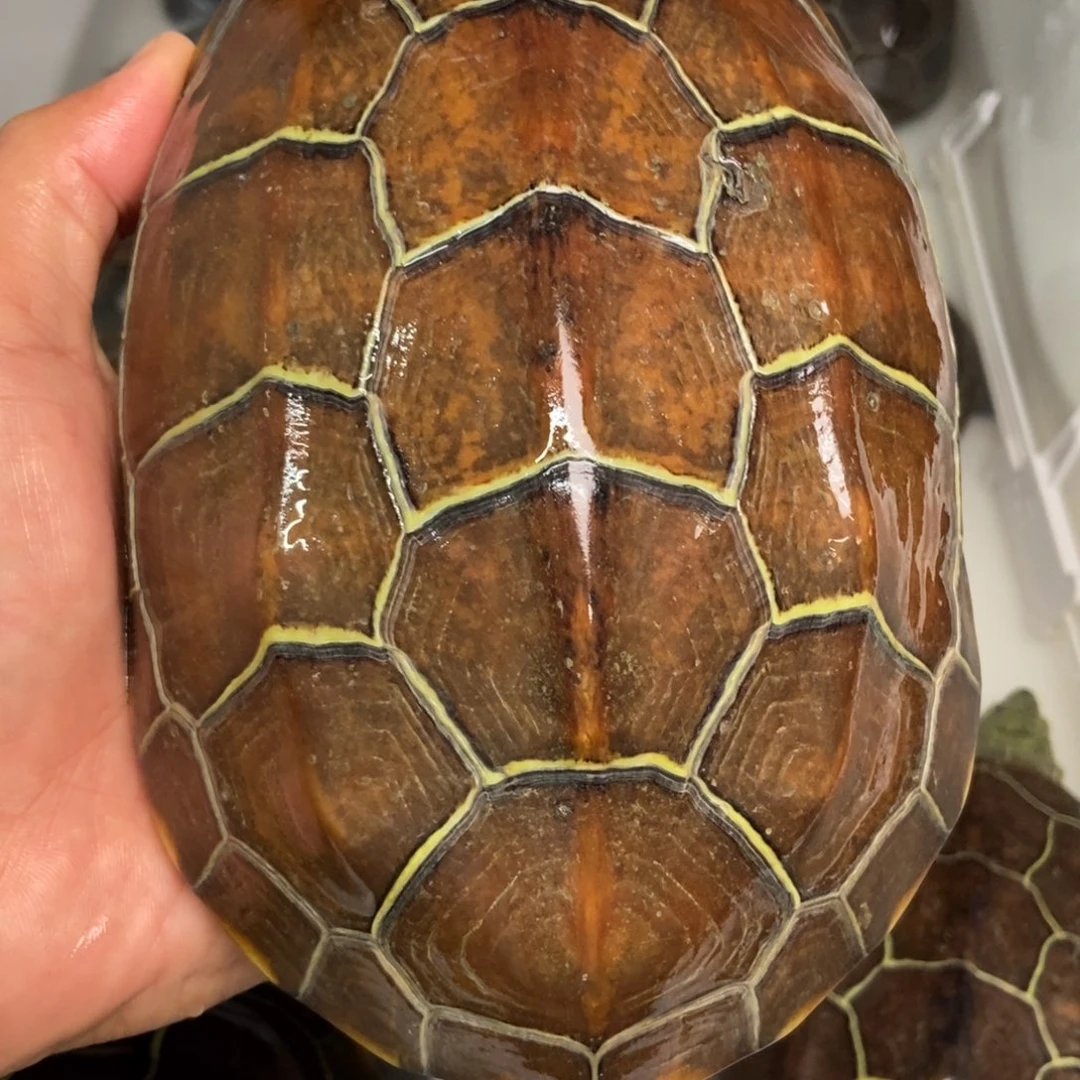 中华草龟不分公母