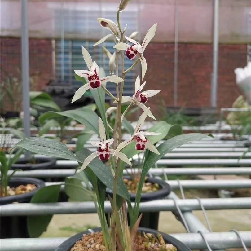 兔耳兰带花苞好养易活客厅阳台室内盆栽绿植园艺兔耳兰下坡花兰草