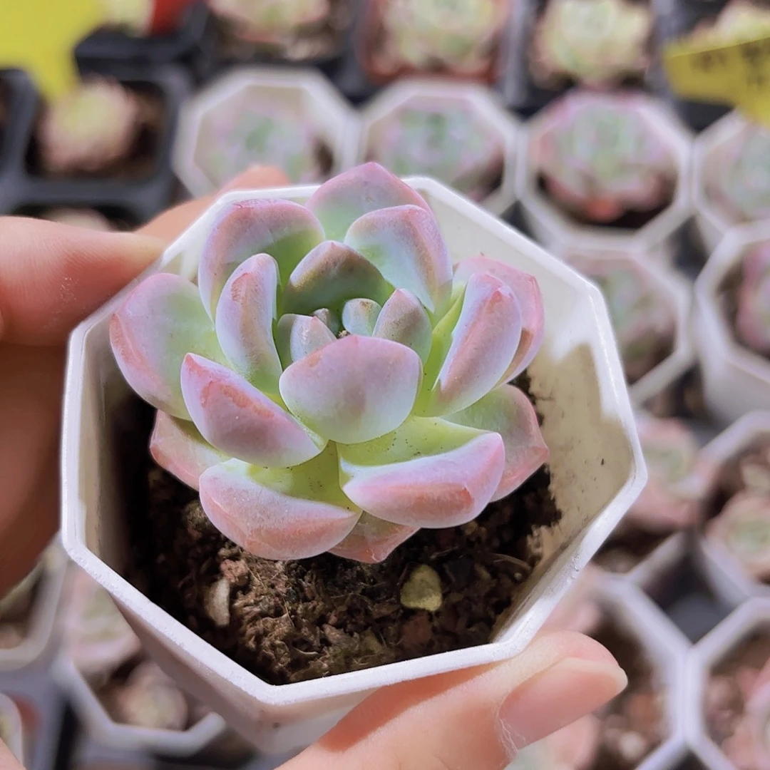 精品刚毅多肉植物
