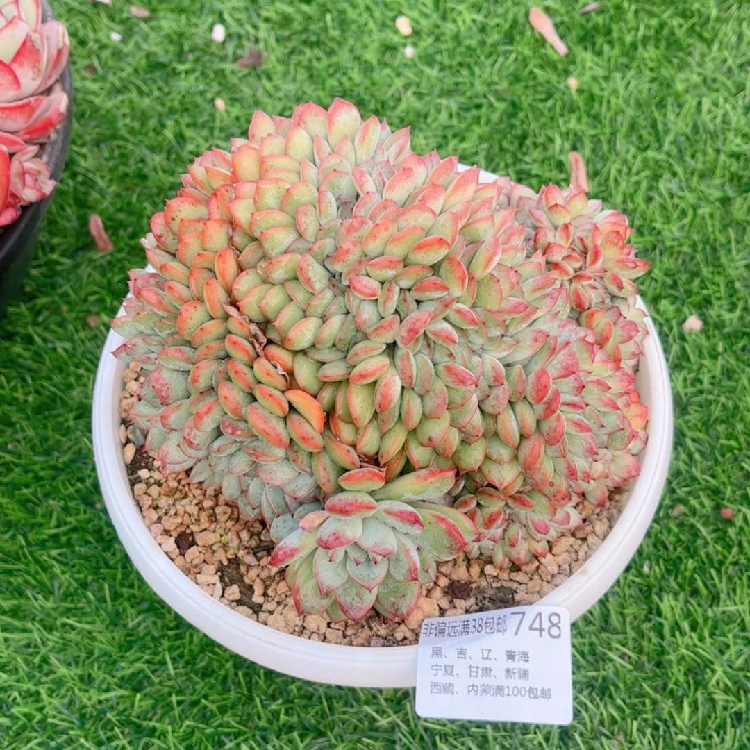 748勇敢缀德华多肉