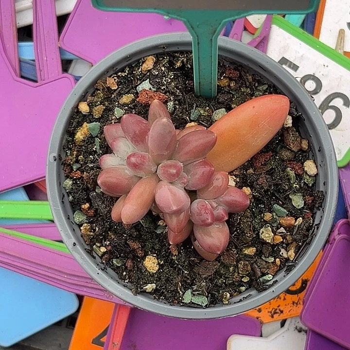 多肉植物欧若拉360