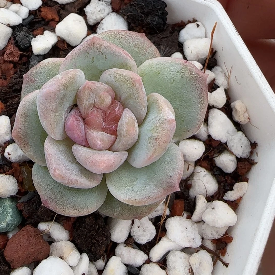 小卡拉米糖心一物一拍