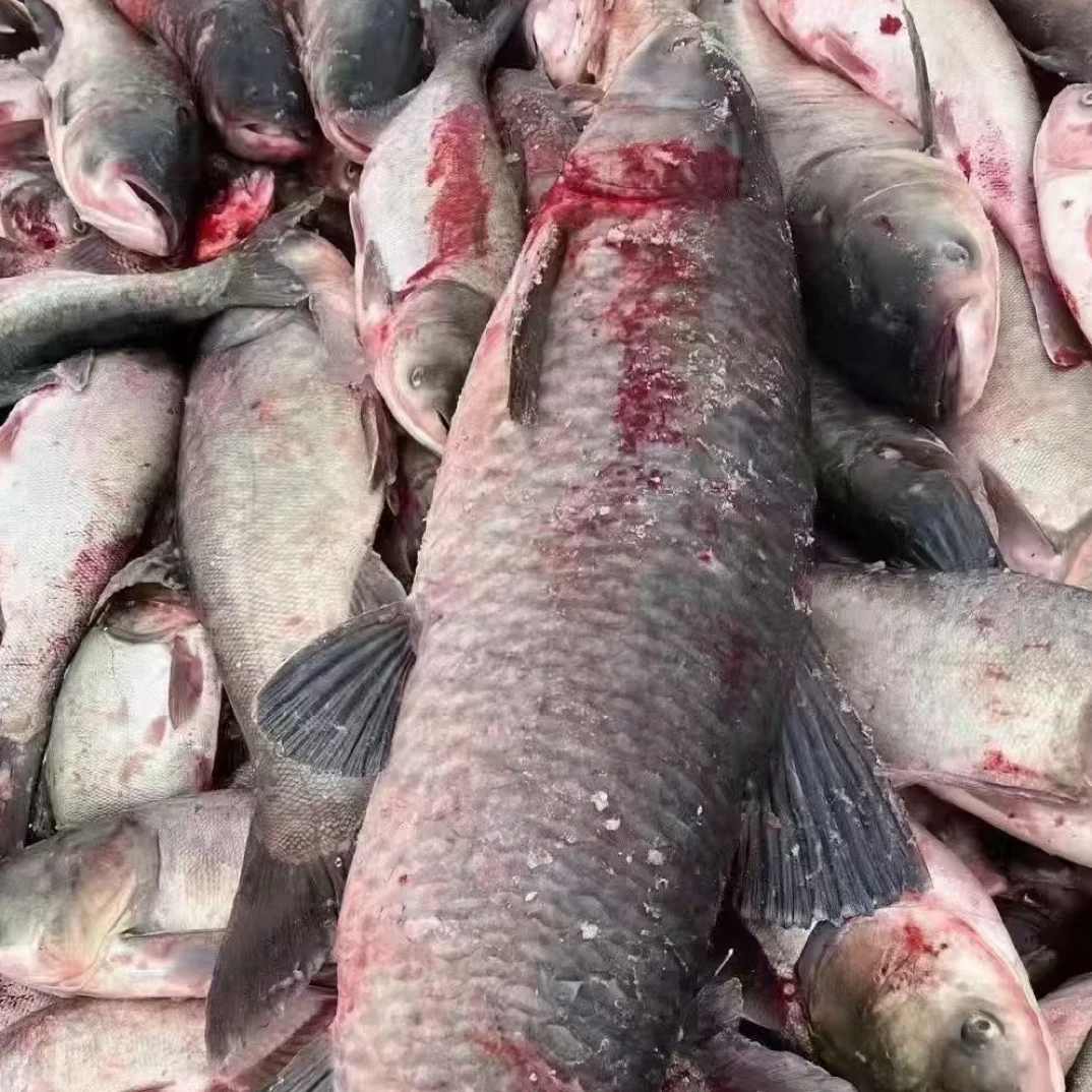 东北冷水青根鱼，