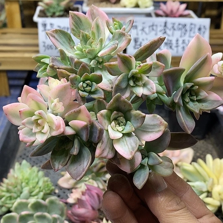 02137 阿伦培花脸锦自然群头盖