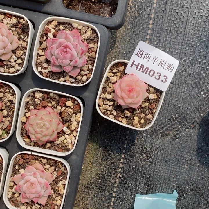 向*?HM033多肉多肉多肉多肉多肉