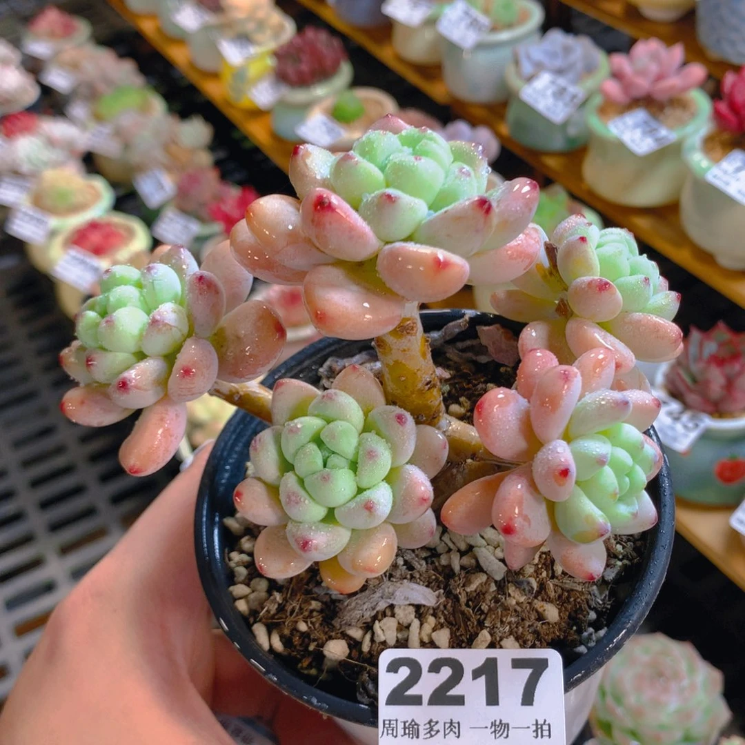 5厘米盆精控多肉2217