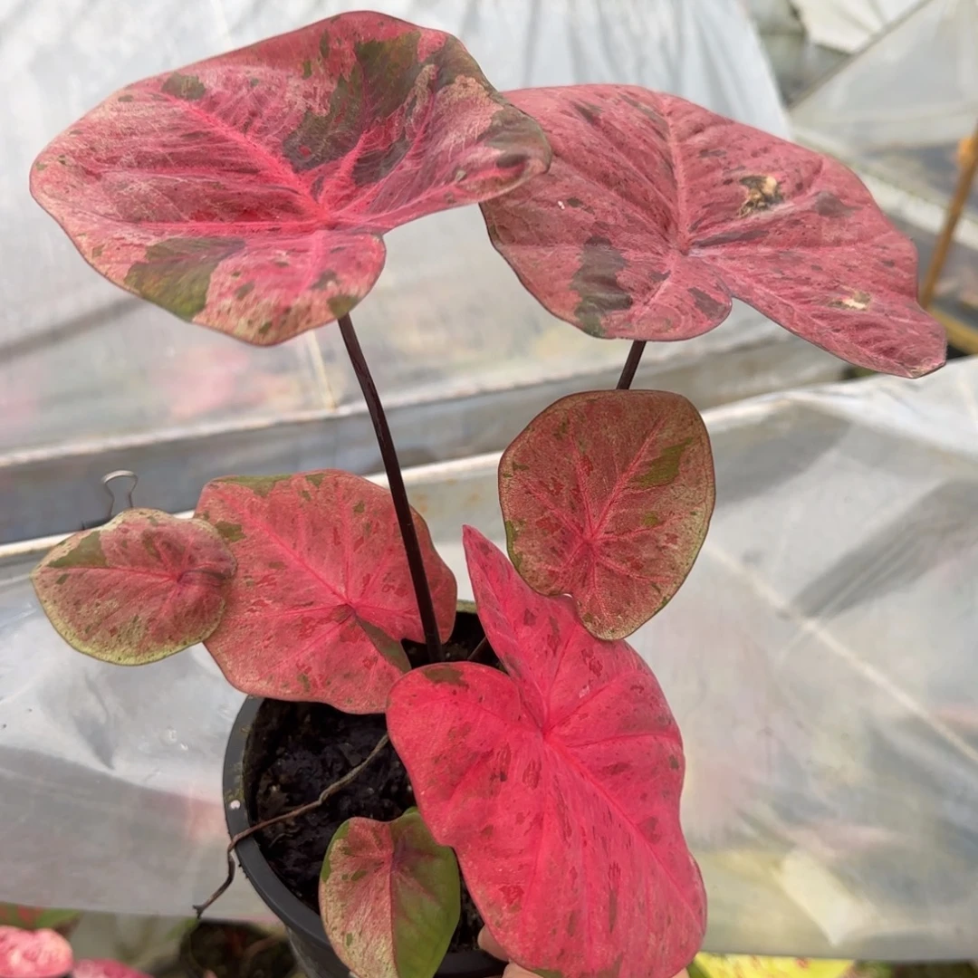 完全开放泰彩心肝杂