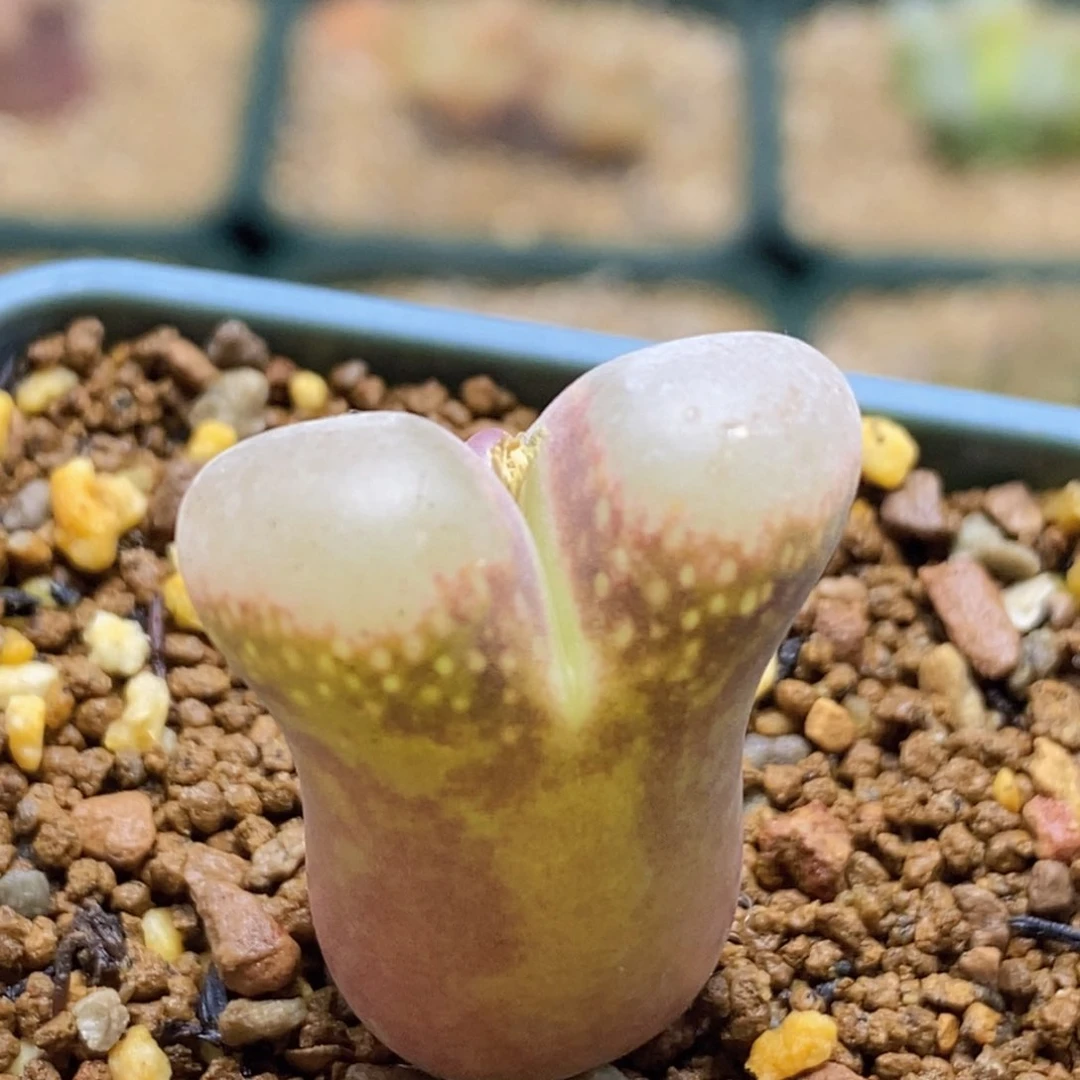 喵*咪1-1825两颗极光