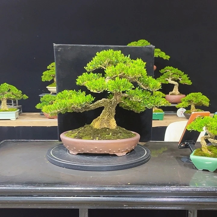 无花朵黄杨盆景四季常青