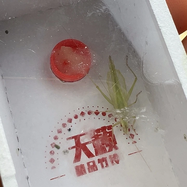 天籁青竹蛉两条包邮