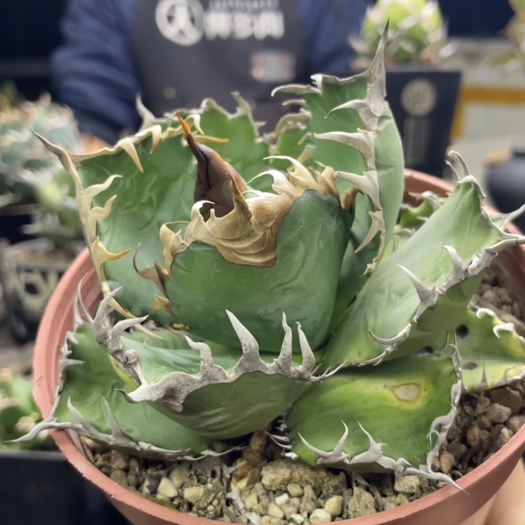 野二160000000000000