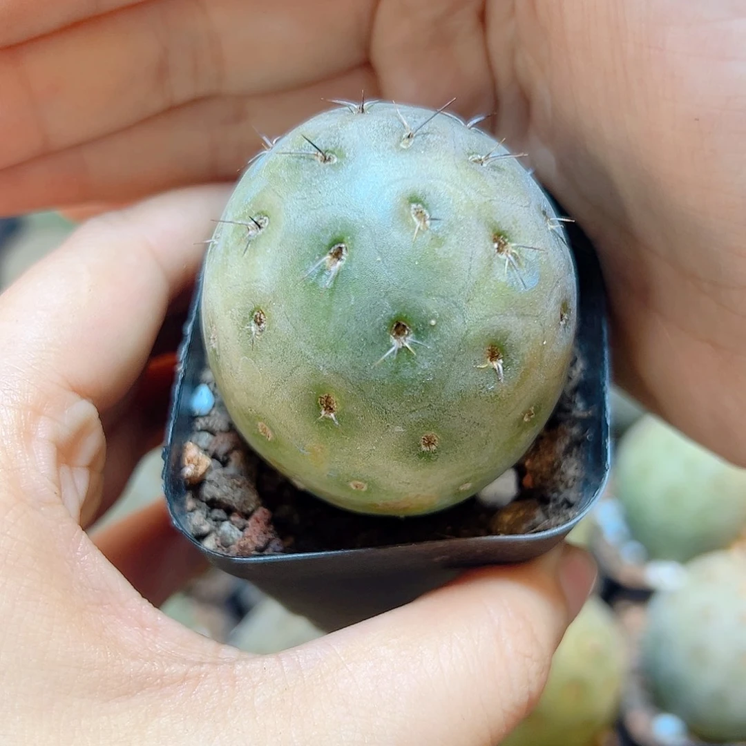 自根绿皮洞洞习4公分带盆