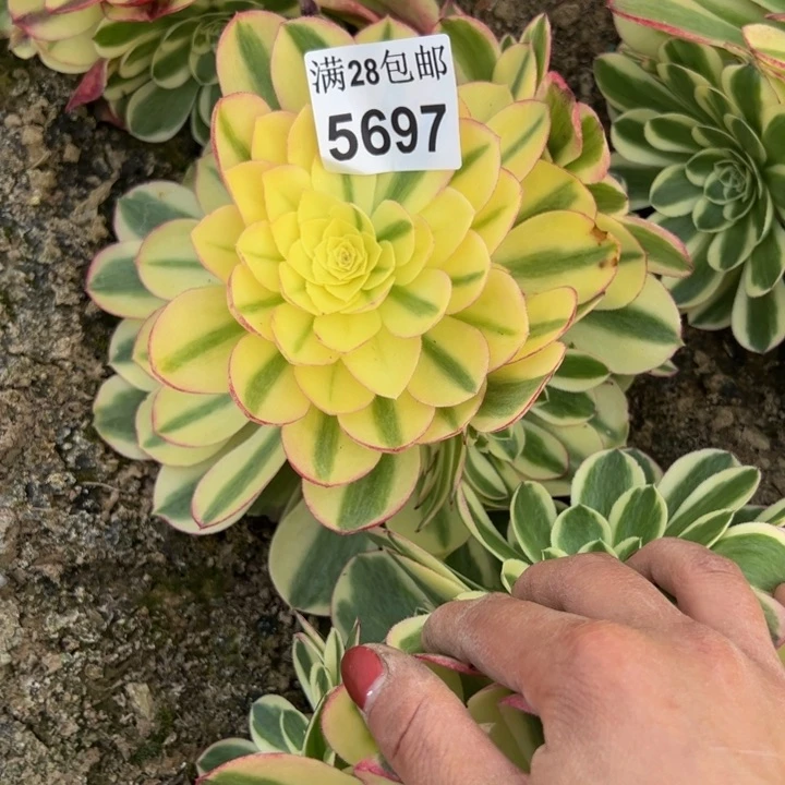 5697南玉资多肉植物