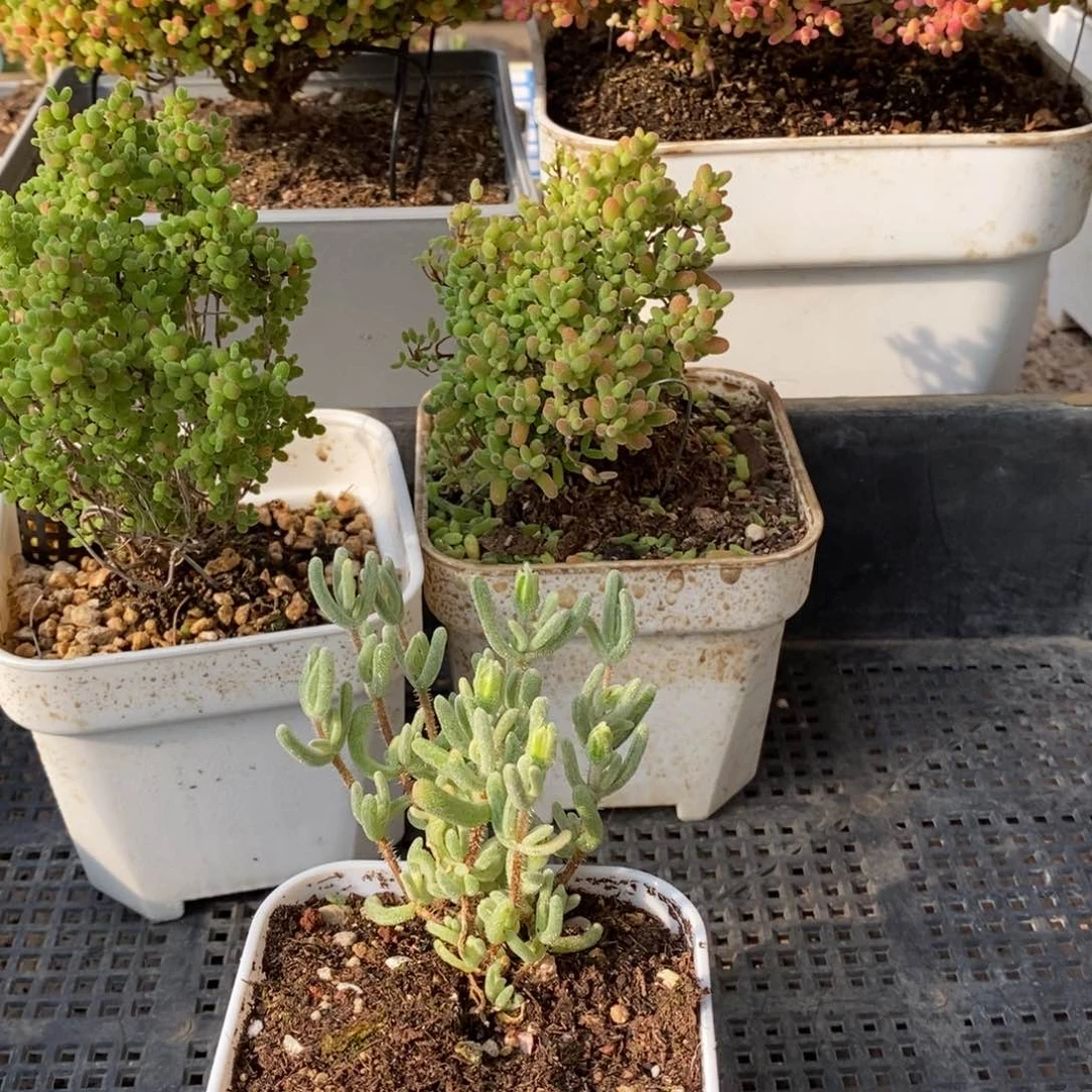 枝干番杏多肉植物063